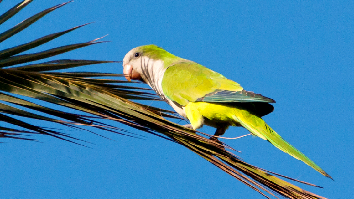 Detectan peligrosa bacteria en cotorras presentes en Chile: Provoca cuadro letal en humanos