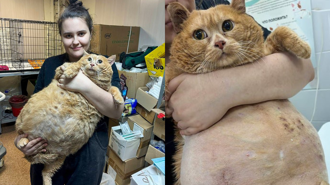 Murió Crumbs, el gato más gordo del mundo: Pesaba 18 kilos