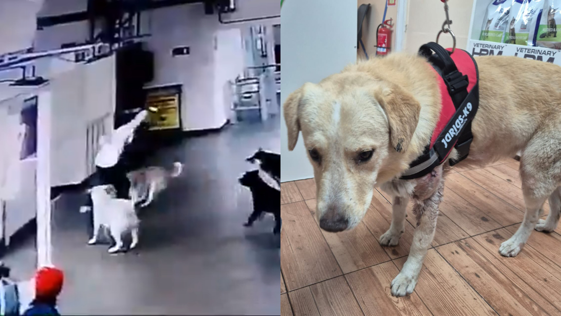Sujeto fue detenido tras apuñalar a un perro en terminal de buses de Antofagasta Sujeto fue detenido tras apuñalar a un perro en terminal de buses de Antofagasta