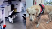 Sujeto fue detenido tras apuñalar a un perro en terminal de buses de Antofagasta Sujeto fue detenido tras apuñalar a un perro en terminal de buses de Antofagasta