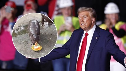  Tailandia: Hipopótamo Moo Deng predijo la victoria de Trump  