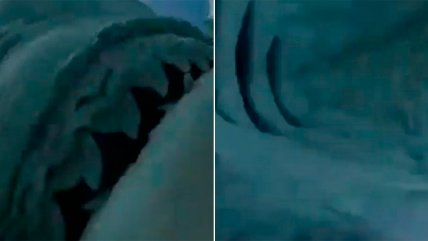   Tiburón se tragó un celular y quedó grabado su interior 