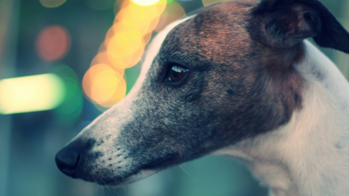 Nueva Zelanda prohibirá carreras de galgos por los daños que sufren los perros Nueva Zelanda prohibirá carreras de galgos por los daños que sufren los perros
