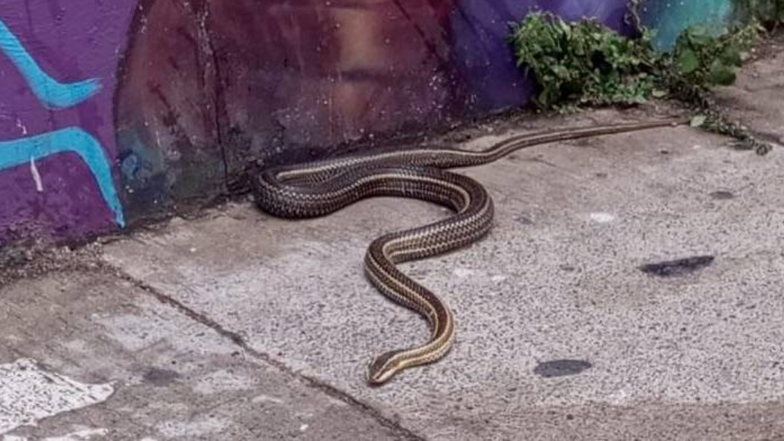 Serpiente de metro y medio fue hallada en pleno centro de Valparaíso Serpiente de metro y medio fue hallada en pleno centro de Valparaíso