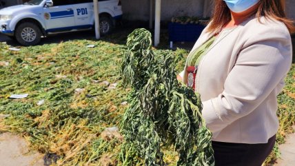   Incautaron una tonelada de marihuana en Alto del Carmen 