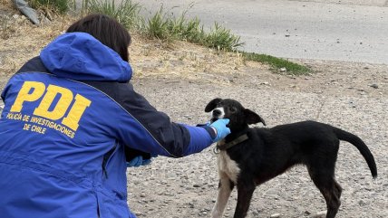   PDI de Coyhaique detuvo a una persona por maltrato animal tras denuncia en redes 