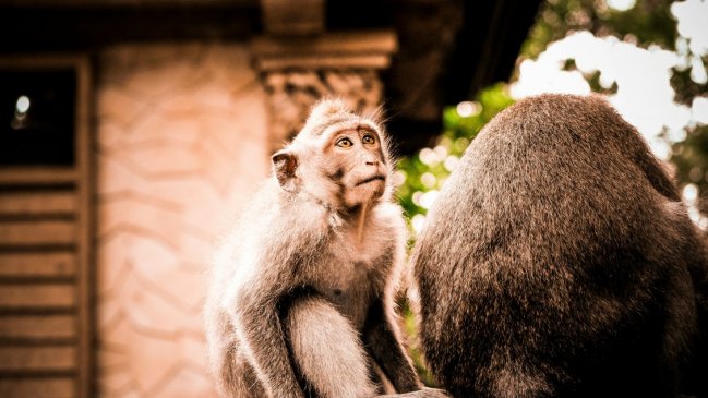 Prueban en macacos un cotrasplante de corazón y riñón que logra tolerancia a largo plazo