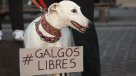 Solicitan al Presidente Boric que prohíba las carreras de perros galgos Solicitan al Presidente Boric que prohíba las carreras de perros galgos