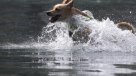 Consejos veterinarios para el cuidado de tu mascota en olas de calor Consejos veterinarios para el cuidado de tu mascota en olas de calor