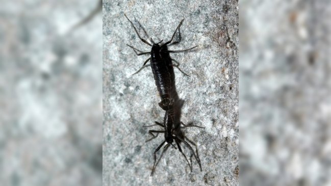 Descubren el mecanismo de supervivencia del único insecto autóctono de la Antártida