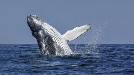   Chile se ha convertido en un 