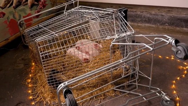 Rescatan a cerdos que artista chileno iba dejar morir para una exposición en Dinamarca