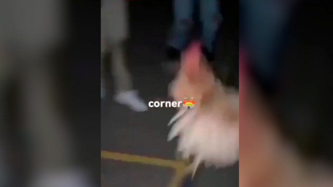 Detuvieron a 39 jóvenes por utilizar una gallina como pelota de fútbol en España