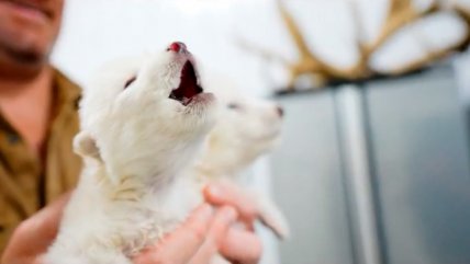   Empresa revivió al lobo huargo extinto hace 13 mil años 