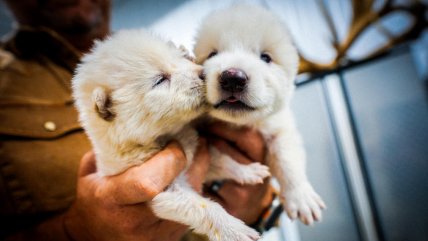  Científicos puntualizan: No es desextinción, sino lobos grises genéticamente modificados  