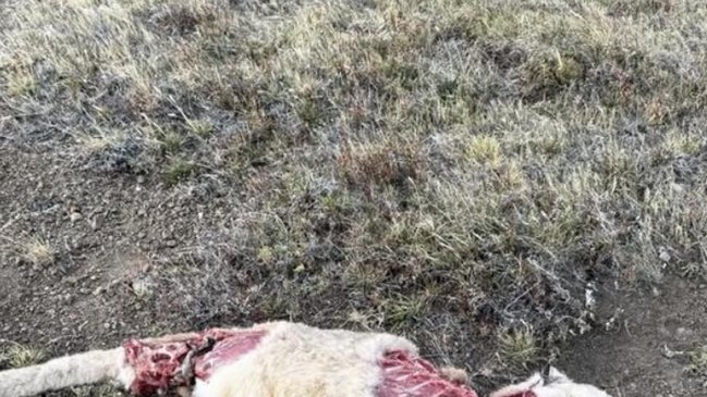 SAG realizó autopsia a puma asesinado en Torres del Paine