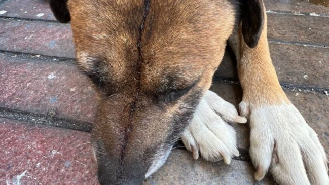 Maltrato animal: Denuncian faenamiento de perros en Puerto Montt