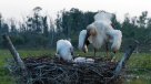 Cigüeñas blancas orientales en Heilongjiang