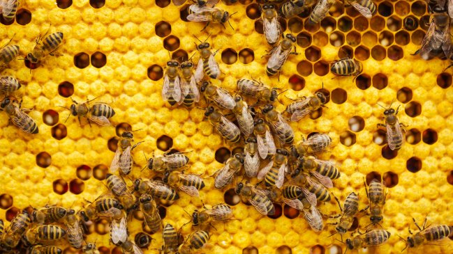 Tres hospitalizados graves en Francia por el ataque de abejas de una colmena