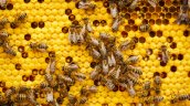 Tres hospitalizados graves en Francia por el ataque de abejas de una colmena