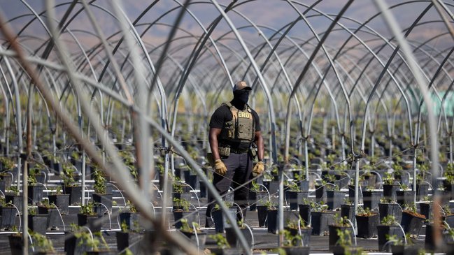 Redada migratoria en granja de cannabis en California terminó con 361 detenidos