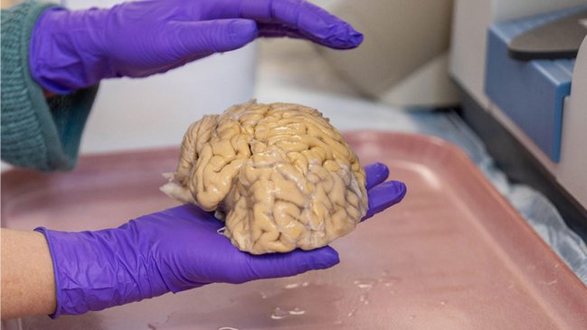 Estudio descifró secretos de los 