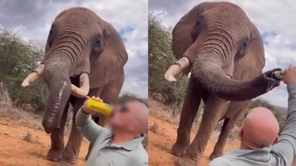   Turista causa indignación tras darle cerveza a un elefante en Kenia 