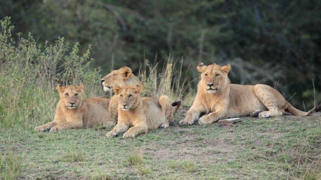 Leones matan a trabajador de zoológico frente a turistas en Tailandia