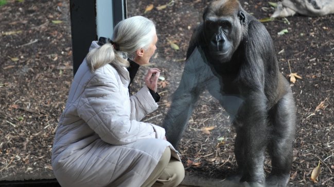 Los descubrimientos que llevaron a Jane Goodall a desafiar el concepto de 
