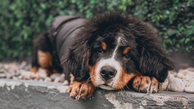 Batalla legal en Bélgica: Mujer quiere sacrificar a su perrita sana antes de suicidarse