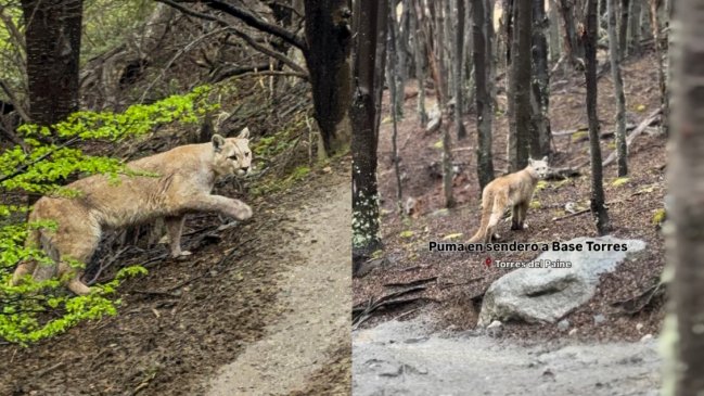 Puma Torres del Paine