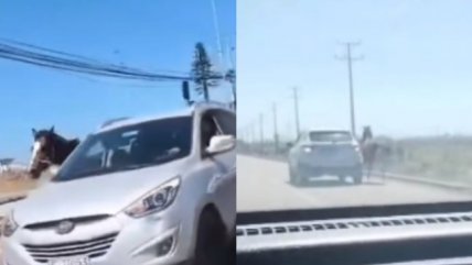   Coquimbo: Delincuente que robó, maltrató y mató a una yegua quedó preso 