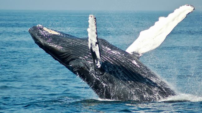 Muerte de ballenas en la Patagonia: Greenpeace acusa a salmoneras de obstrucción judicial