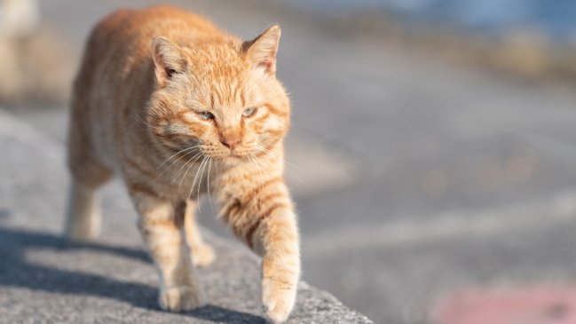 Gato naranjo caminando