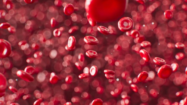 Una terapia experimental logró rejuvenecer las células madre de la sangre