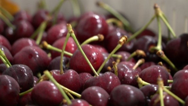 Gremios productivos llaman a la calma tras destrucción de cerezas chilenas en Brasil