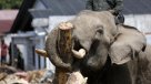 Elefantes ayudan a limpiar escombros tras fatales inundaciones en Indonesia