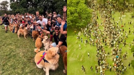   Encuentro masivo de Golden Retrievers batió récord mundial con más de 2.300 perros en Argentina 