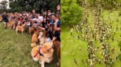 Encuentro masivo de Golden Retrievers batió récord mundial con más de 2.300 perros en Argentina