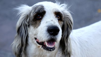   Denuncian que un perrito fue quemado vivo en Puerto Montt 