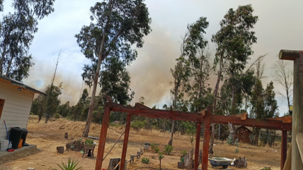 Zapallar: Piden evacuar sector La Foresta debido a incendio forestal