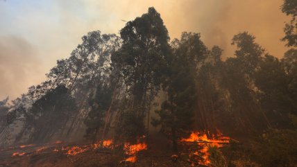 Alerta roja para Litueche por avance de incendio forestal que amenaza viviendas