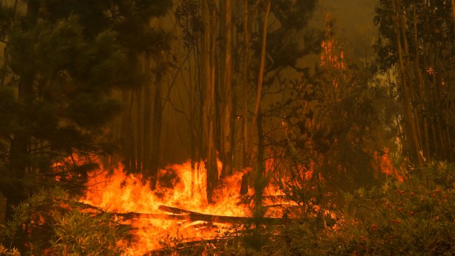 PDI detuvo a hombre de 61 años por otro incendio forestal en Pichidegua