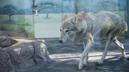   Tokio: Lobo escapó de un zoológico y obligó a los visitantes a refugiarse 