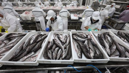  Industria pesquera expresa preocupación por nueva rebaja en cuota de merluza común  