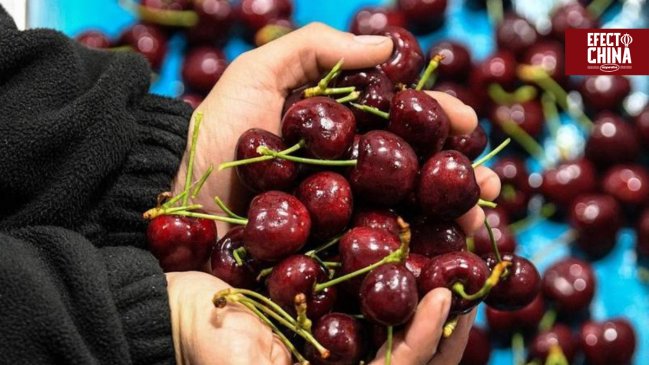 Cómo el comercio de cerezas Chile-China remodela el paradigma de cooperación global