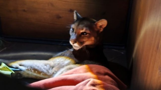 Murió puma atropellada en Frutillar