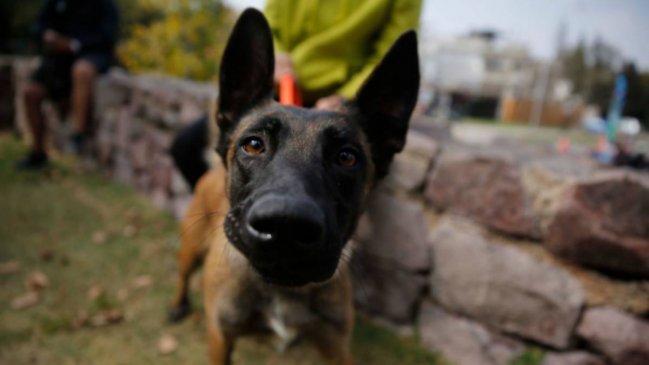 Mujer fue detenida por maltrato animal en Antofagasta: Tenía 15 perros en su domicilio