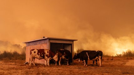  Así luce Penco en medio de la devastación por los incendios forestales 