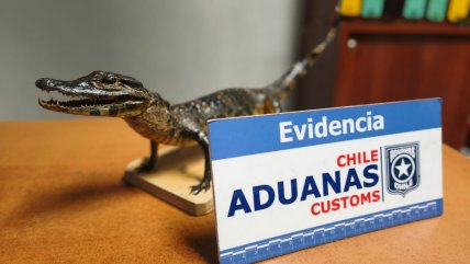   Pasajera intentó ingresar a Chile con un yacaré bebé disecado 